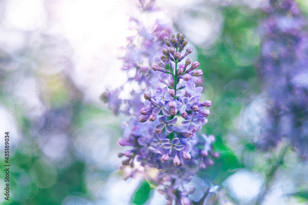 Blur background of lilac flowers, close up. Spring nature texture Blur background of lilac flowers, close up. Spring nature texture