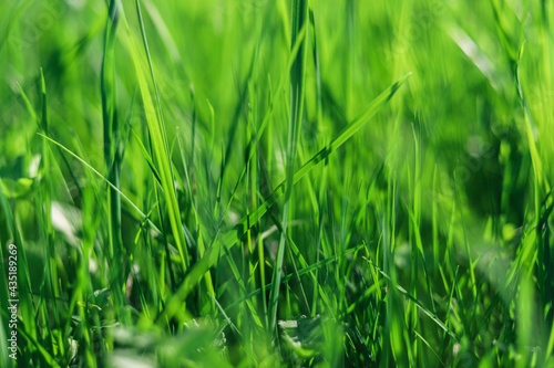 Green fresh grass close up background. Nature texture