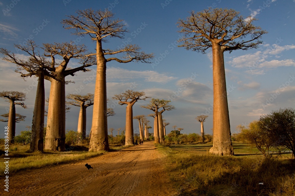 Baobab trees near Morondava . Madagascar. Africa.