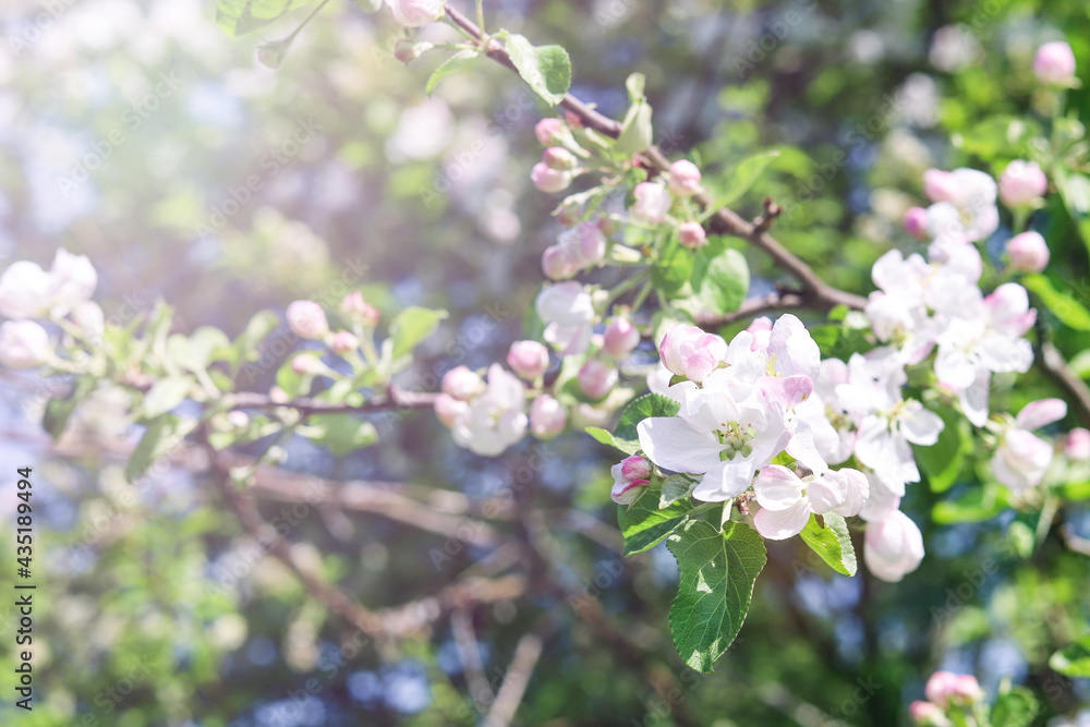 White flowers and pink buds on a branch of an apple tree on a sunny day and sun flare, close-up. Spring nature background White flowers and pink buds on a branch of an apple tree on a sunny day and sun flare, close-up. Spring nature background