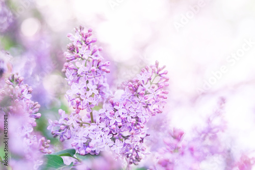 Lilac flowers background. Purple blooming texture, macro. Beautiful spring nature