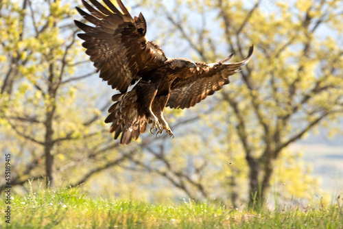adult male Golden Eagle flying in an oak forest with the first light of day