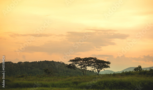 landscape of sunset with cloudy orange sky and a silhouette of tree in summer season.