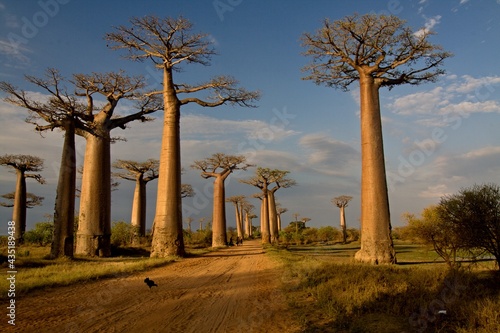 Baobab trees near Morondava . Madagascar. Africa.