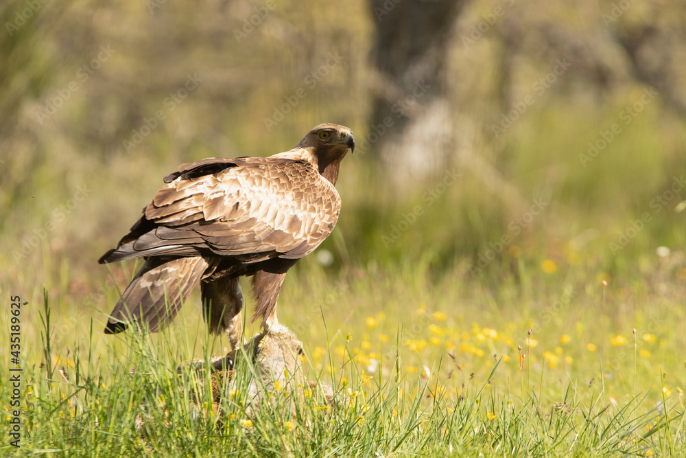 Fototapeta premium Male Golden Eagle in an oak forest with the first light of day