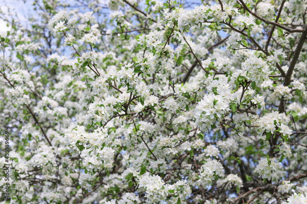 White flowers on a branch of an apple tree against the blue sky. Spring flowering in the orchard. Nature background White flowers on a branch of an apple tree against the blue sky. Spring flowering in the orchard. Nature background