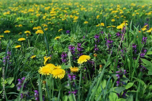 Yellow dandelions and purple lamb among green grass on a summer field. Nature background 