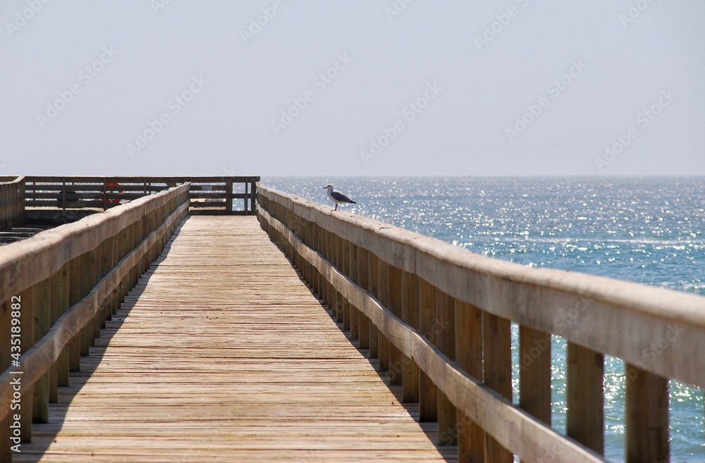 Single seagull sitting on the handrail of a pier in Swakopmund (Namibia) on a sunny day with light blue sky and no clouds