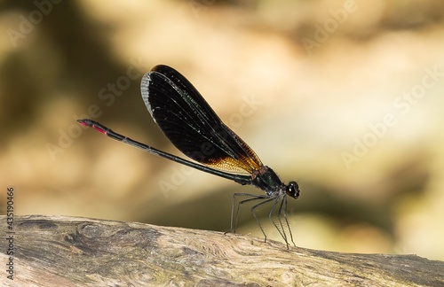 Calopteryx haemorrhoidalis ( Copper demoiselle), dragonfly with dark wings, animal concept. photo