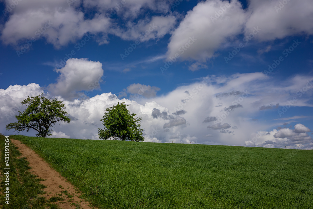 Obraz premium Schöne grüne Frühlingslandschaft im Kraichgau, Deutschland, mit Getreidefeld im Vordergrund und bewölktem Himmel.