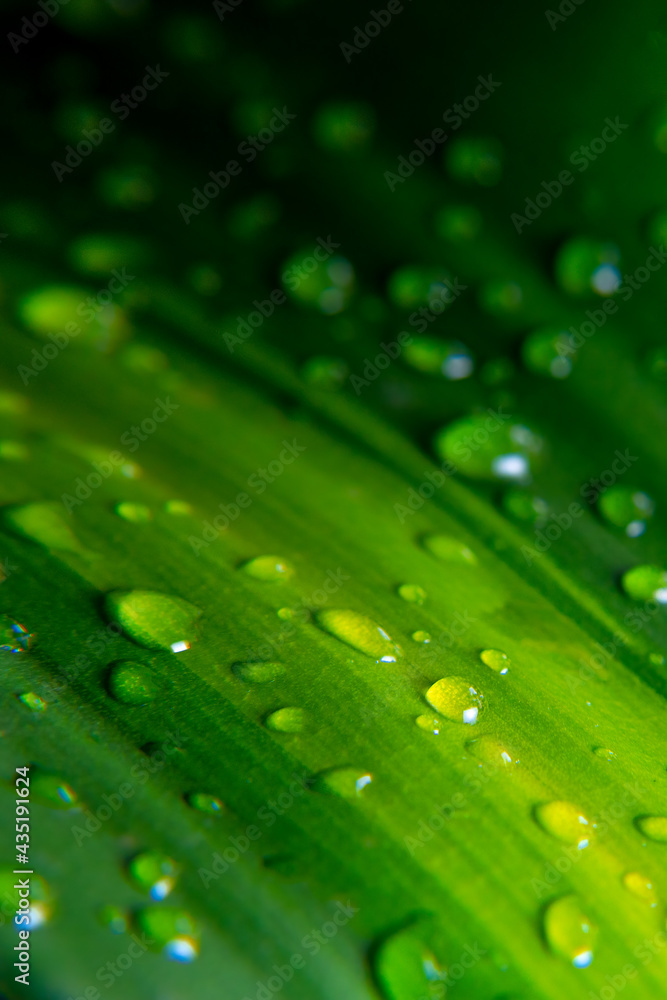 Fresh, Closeup of a green leaf with water drops. Dew on tropical leaves, Focus is on few water drops, for background Fresh, Closeup of a green leaf with water drops. Dew on tropical leaves, Focus is on few water drops, for background