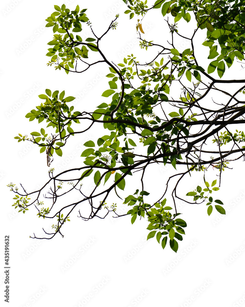 Fresh green tree branch isolated on white background