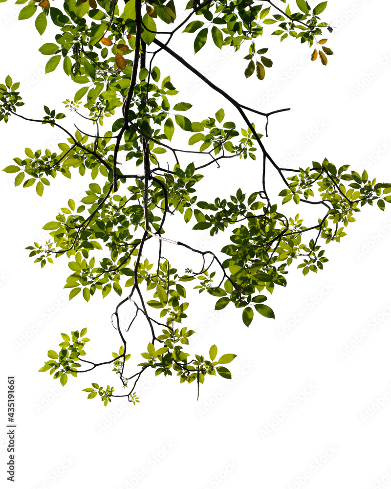 Fresh green tree branch isolated on white background Fresh green tree branch isolated on white background