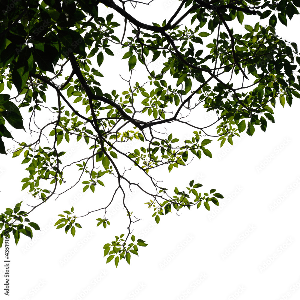Fresh green tree branch isolated on white background Fresh green tree branch isolated on white background