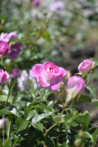 Wallpaper Mural バラ Torontodigital.ca