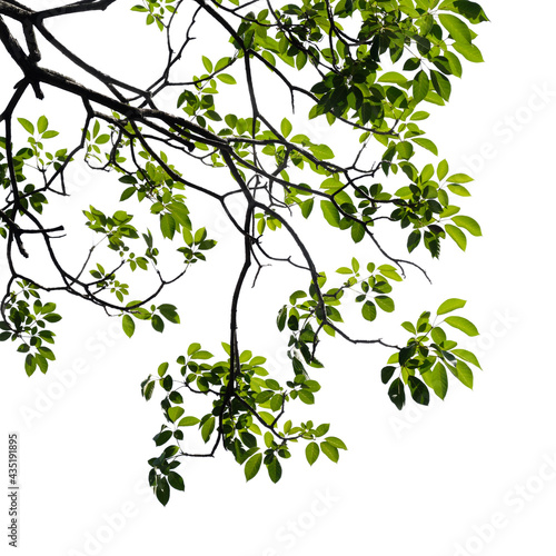 Fresh green tree branch isolated on white background