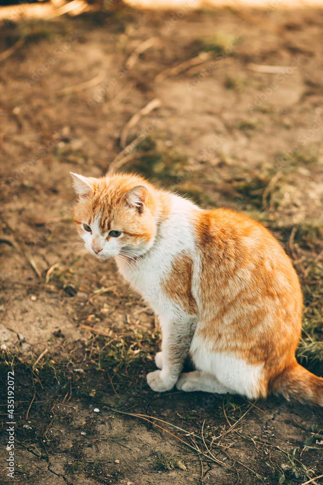sad ginger cat sitting on the ground sad ginger cat sitting on the ground