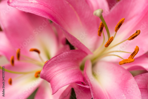 Macro pink big lily flower with soft focus. Abstract close up petal blur background.