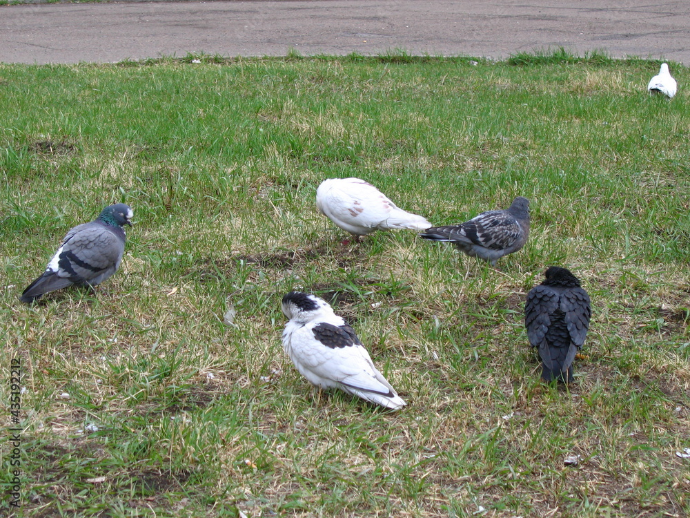 Obraz premium Голуби