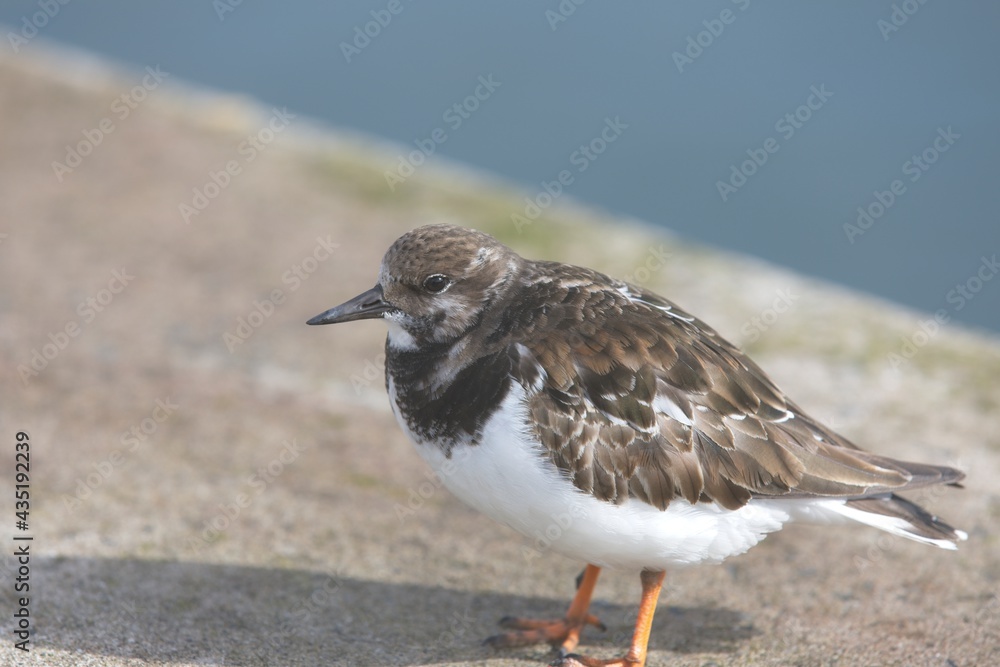 Ruddy Turnstone, (Arenaria interpres) standing in the harbour, Newlyn, Cornwall, UK. Winter plumage. Ruddy Turnstone, (Arenaria interpres) standing in the harbour, Newlyn, Cornwall, UK. Winter plumage.