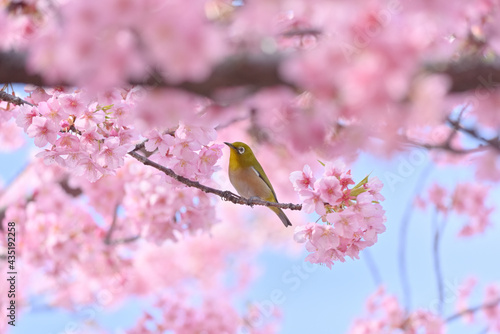 メジロと桜