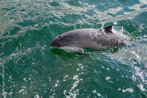 Schilderij op canvas Schweinswal taucht in der Ostsee auf