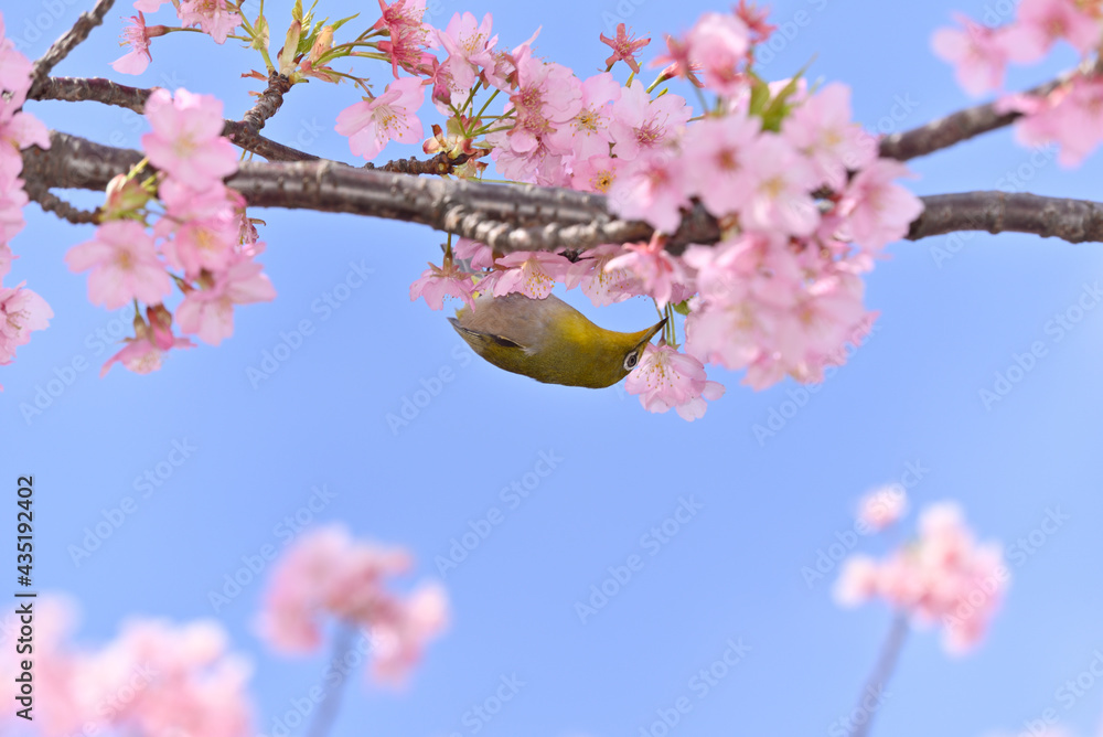 メジロと桜