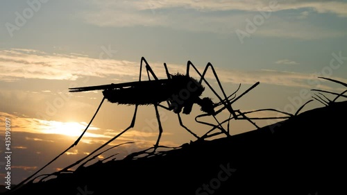 Wallpaper Mural Mosquito close-up with Sunrise in Background Viruses and Diseases Spreading Concept Torontodigital.ca