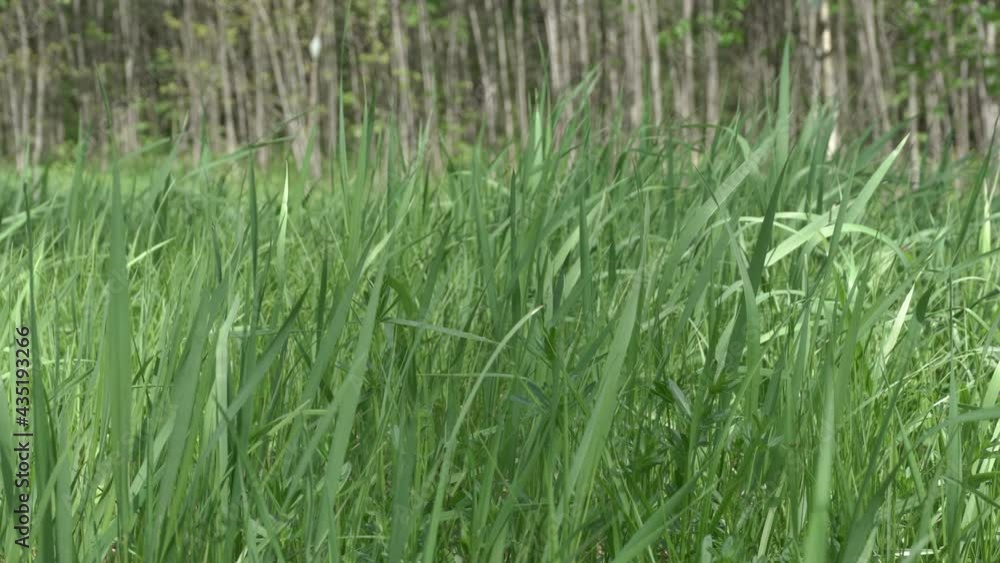 Green grass on the field under the summer sun. Growing young wild grass in the meadow. Green grass on the field under the summer sun. Growing young wild grass in the meadow.