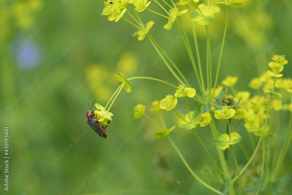 Common soft bodied beetle sitting on flower