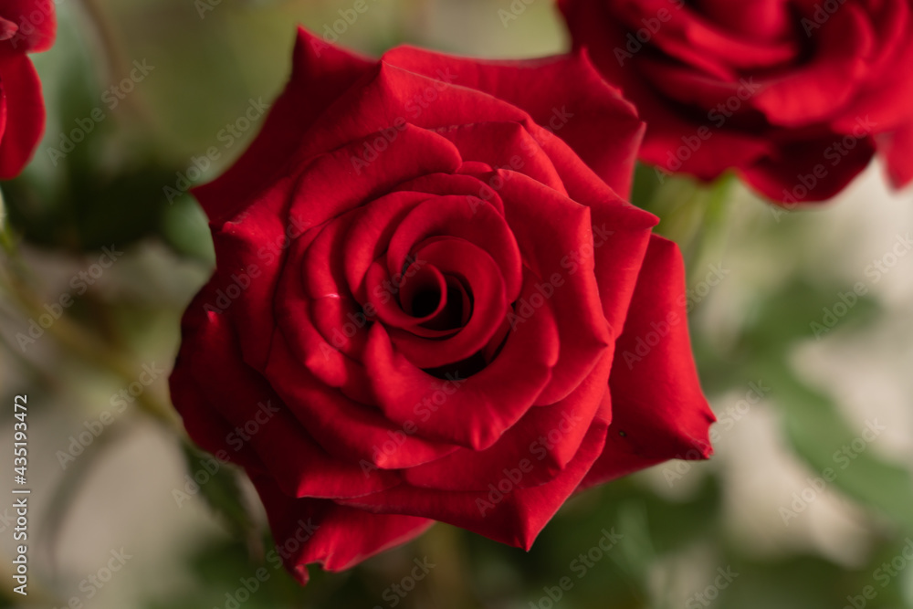 beautiful red rose in Georgia beautiful red rose in Georgia