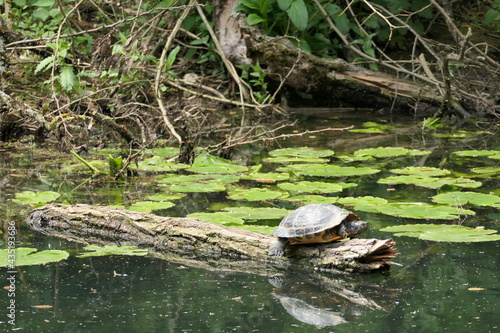 Turtle sitting on tree trunk in water and sunbathing