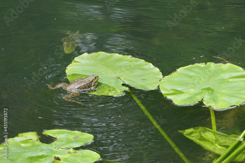 Water frog sitting on lily pad, another frog swimming next to it