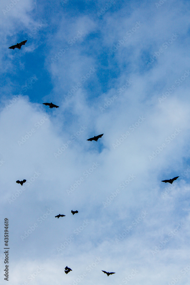 bats in the sky bats in the sky