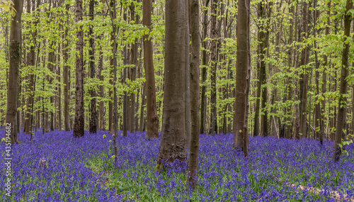 Beautiful soft spring light in bluebell forest in English countryside during calm mornng