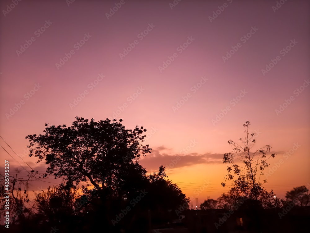 Fototapeta premium sunset in the forest