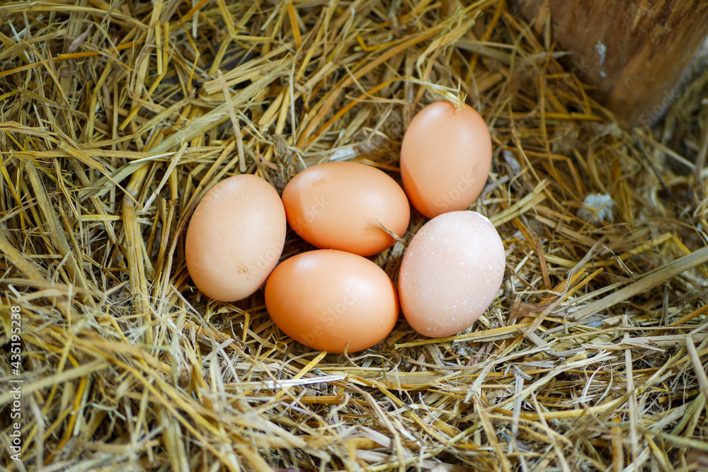 Fresh chicken eggs in the farm, ask my dad in the back of the house. Fresh chicken eggs in the farm, ask my dad in the back of the house.