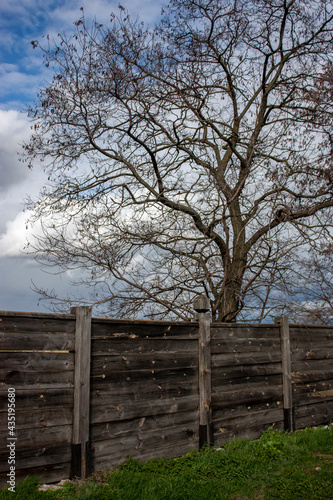 A branchy tree without leaves on a background of blue sky in the clouds. Green grass by the fence in the foreground. Wooden fence from old boards on a sunny day.