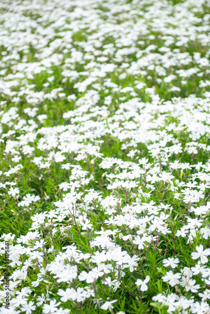 꽃, 봄꽃,근접사진