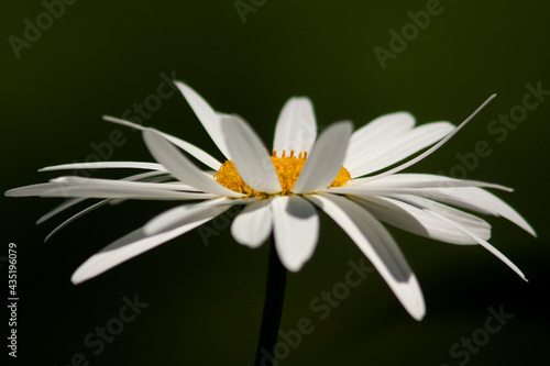 Fototapeta Naklejka Na Ścianę i Meble -  Large bright bloom of white daisy flower on solid dark background