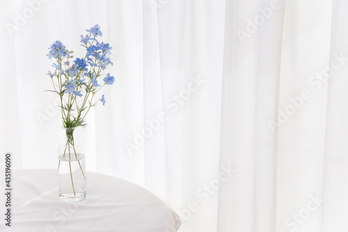 窓際に置かれたデルフィニウム