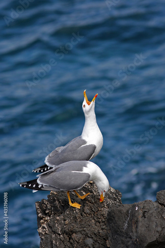 Foto Two european herring gulls (larus argentatus) standing on the rock by the coast