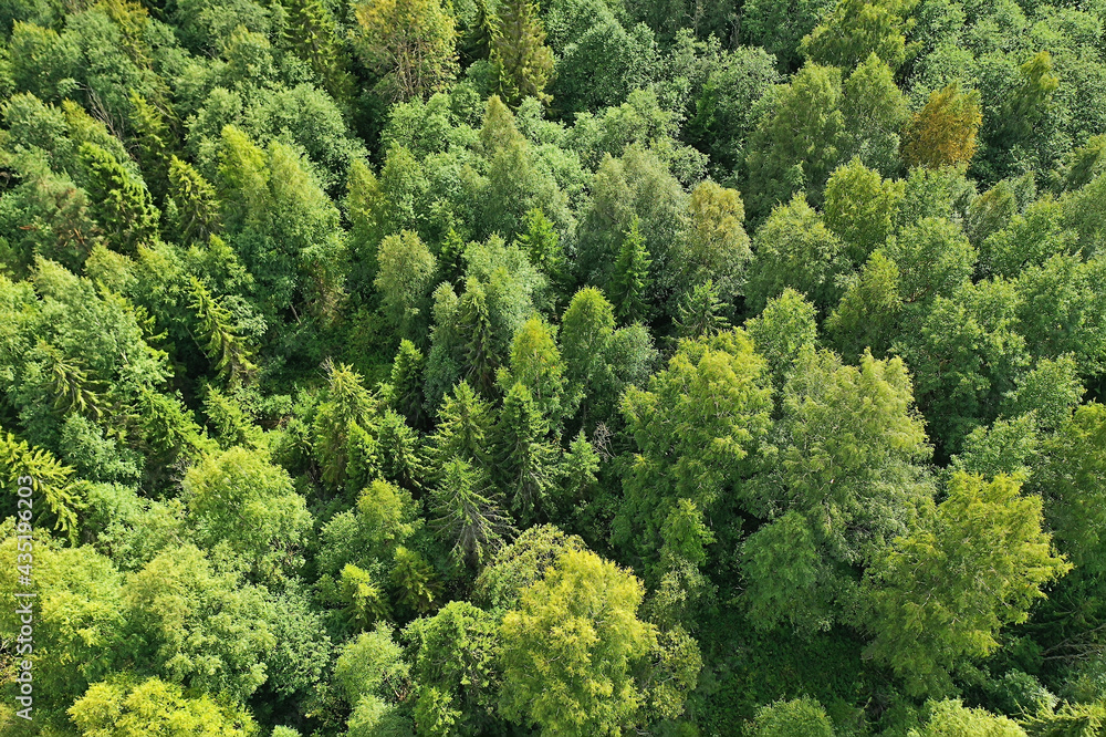 summer forest top view drone, background green trees panorama landscape summer forest top view drone, background green trees panorama landscape