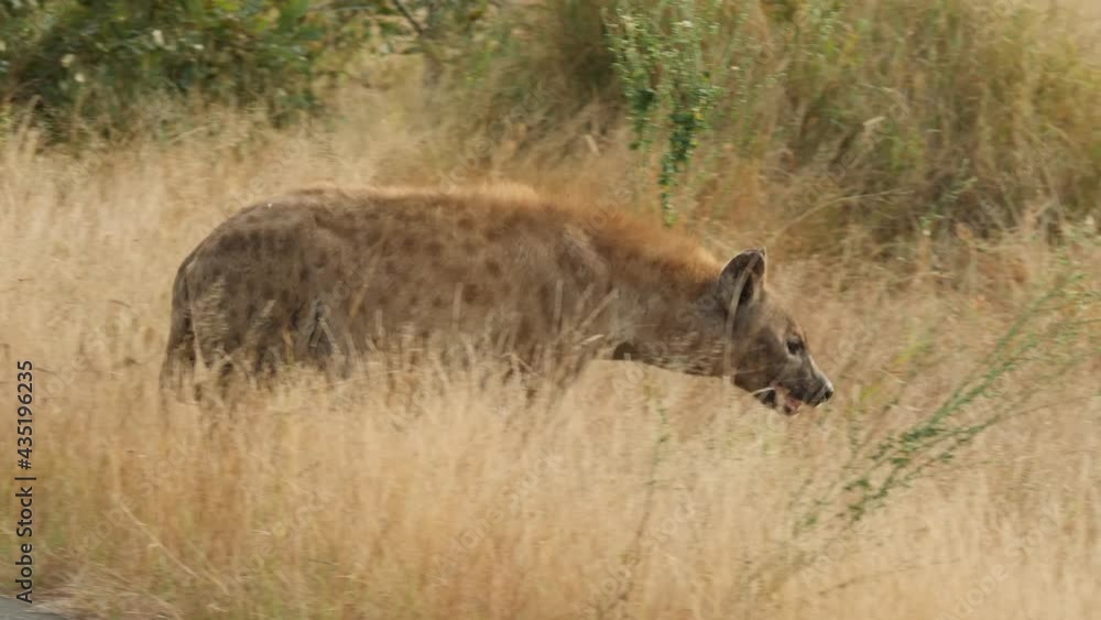 Spotted Hyena in Natural Environment Spotted Hyena in Natural Environment