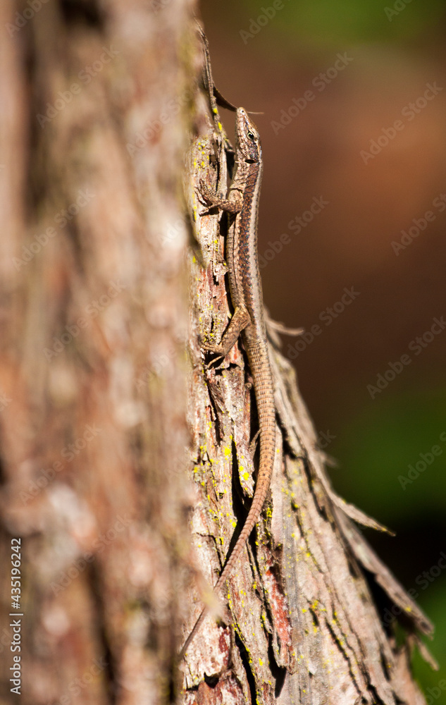 Well camouflaged reptile on a tree trunk. The Madeiran wall lizard (Teira dugesii) is an endemic species of the Madeira Archipelago, Portugal