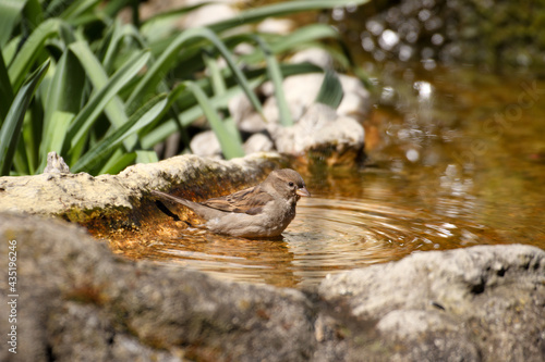 Close up of a sparrow bathing in water and preening in a stream.