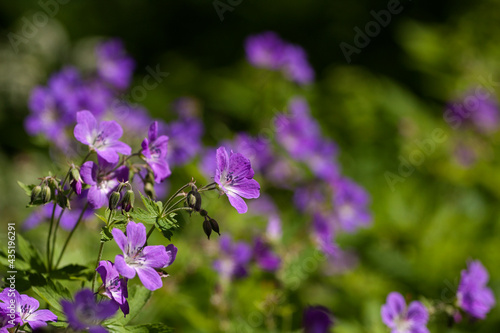 Fotografie Wood cranesbill (Geranium sylvaticum) blooming on a meadow during Swedish summer