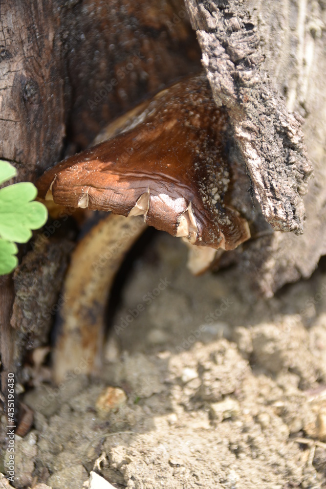 Pilz Pilz