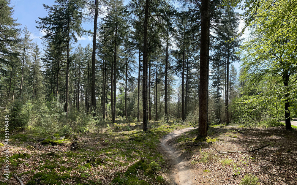MTB route at the sallandse heuvelrug national park MTB route at the sallandse heuvelrug national park