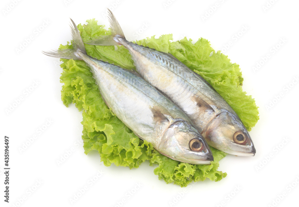 Mackerel fish on salad leaves isolated on white background. Mackerel fish on salad leaves isolated on white background.